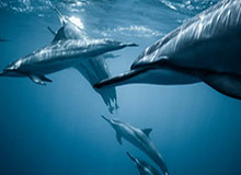 完美体育官方网站-西蓝花汁成冬奥选手热门补给